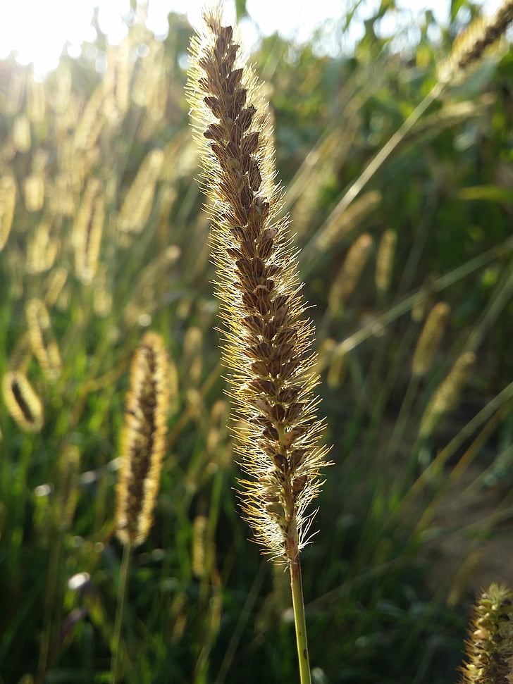 cornfield, blur, close up, herd, dry, autumn, nature