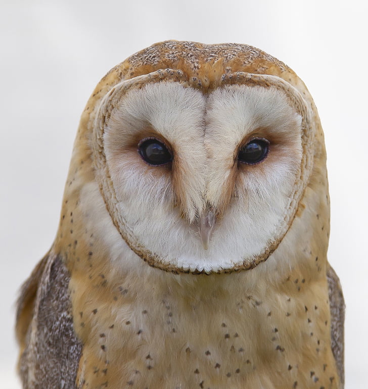 animal, animal photography, barn owl, bird, close-up, owl, wildlife