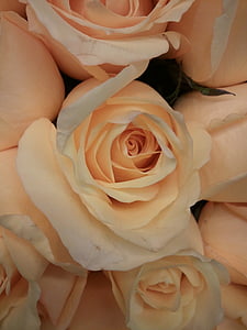Роза, розово, цвете, флорални, листенца