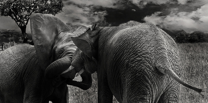slon, Sisavci, divlje, životinje, Rilo, Afrika, priroda