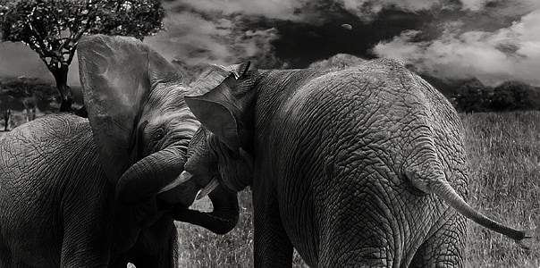 ช้าง, เลี้ยงลูกด้วยนม, ป่า, สัตว์, จมูกยาว, แอฟริกา, ธรรมชาติ