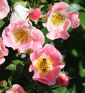 pink roses, pollination, bee, flower, nature, pink, pollen