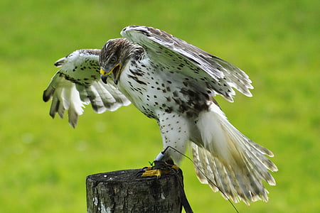 Falk, vták, GYR falcon, Príroda, zviera, voľne žijúcich živočíchov, dravých vtákov
