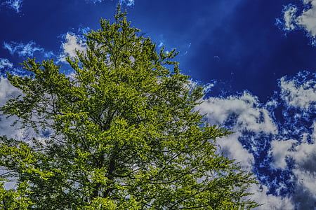 tree, sky, clouds, blue, nature, green, covered sky