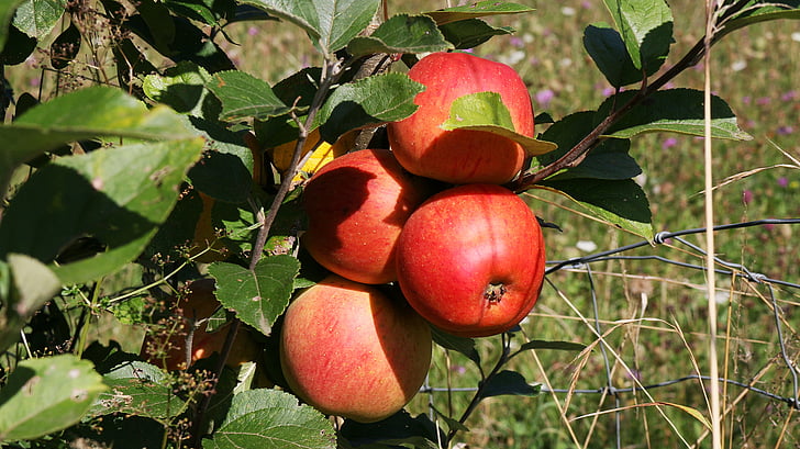 плодно дърво, дърво, плодове, ябълки, червен, мощност