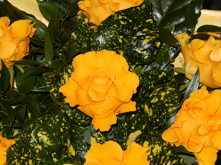 stieg, gelbe Rosen, Blume
