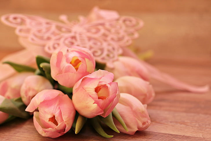 Тюльпани, Tulipa, Метелик, рожеві метелики, квіти, schnittblume, розведення tulip