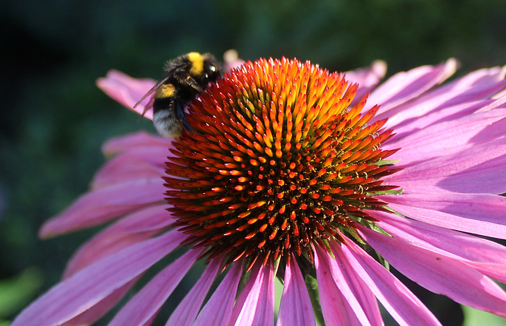 Bee op bloem, roze bloem, 2 gekleurde bloem, insect, natuur, Bee, bloem
