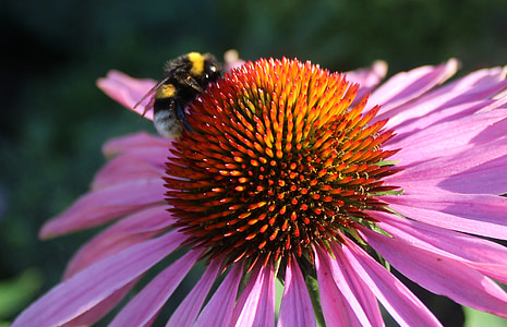 Biene auf Blüte, rosa Blume, 2 bunte Blume, Insekt, Natur, Biene, Blume