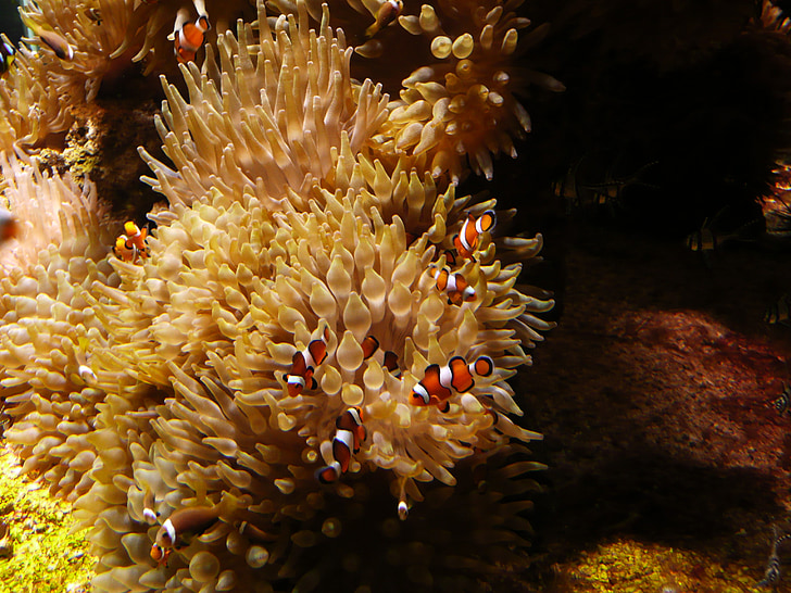 Nemo, Meer, Aquarium, Fisch, Meeresaquarium