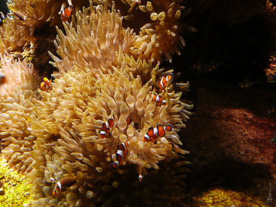Nemo, sjøen, akvarium, fisk, Sea aquarium