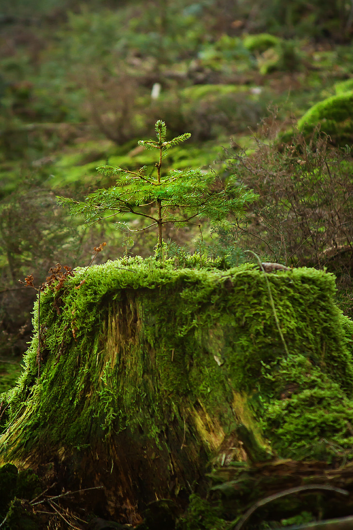 træ, skov, Fir, Moss, natur, Live, Live nye