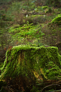 boom, bos, Spar, Moss, natuur, Live, nieuw leven