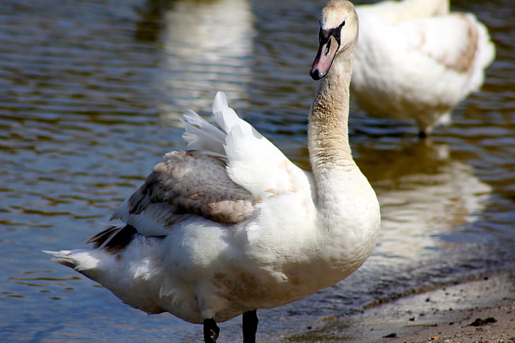 animal, bird, swan