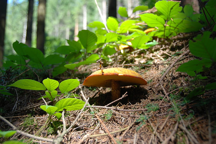 蘑菇, suillus grevillei, 金色 lärchenröhrling, 黄色, 食用