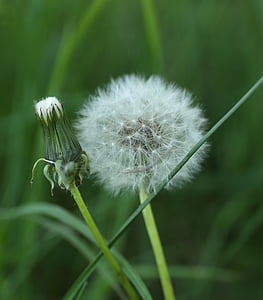 dandelion, weeds, plant, wild, seed position, bed, nature