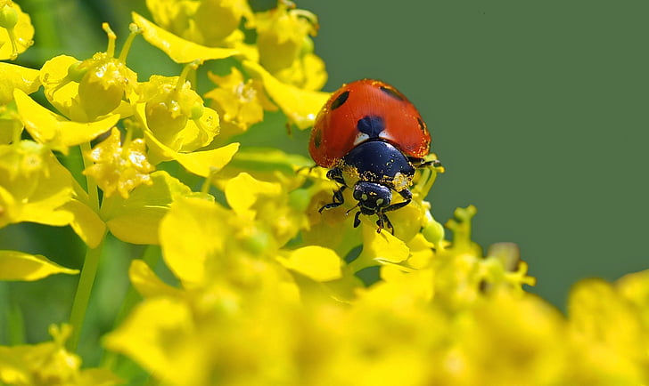 insectos, naturaleza, en vivo, verano, planta, flor, primavera