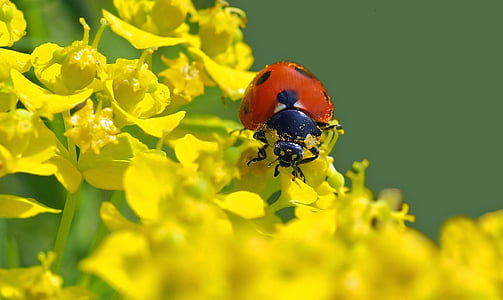 hmyz, Příroda, živě, léto, závod, květ, Jarní čas