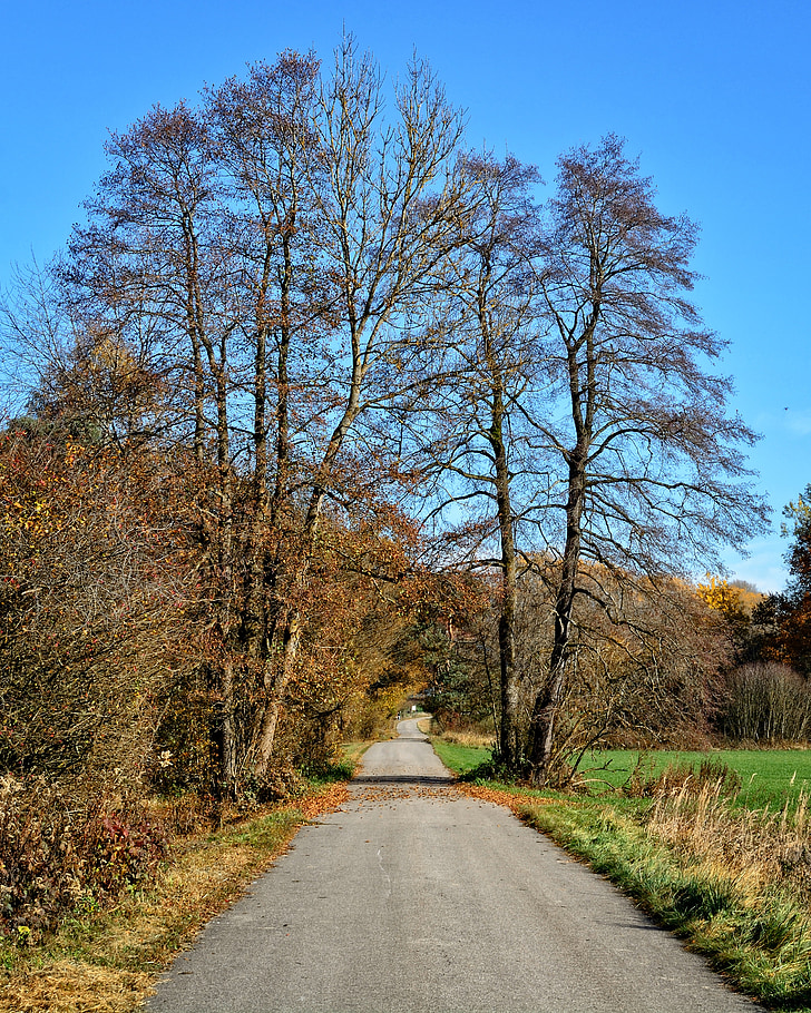 träd, hösten, bort, Road, Sky, landskap, humör