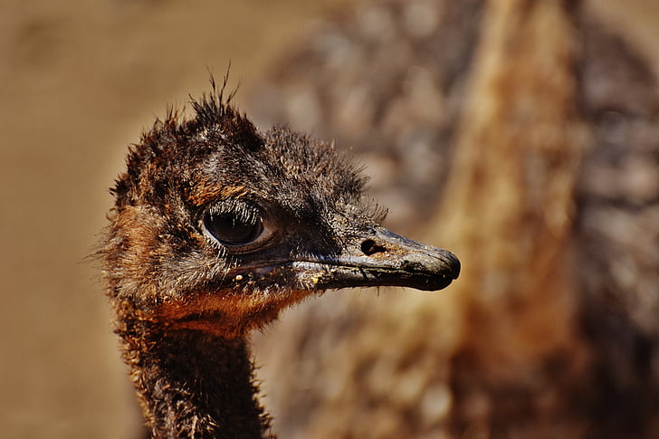 bouquet, young animal, ostrich farm, cute, funny, animal, wildlife photography