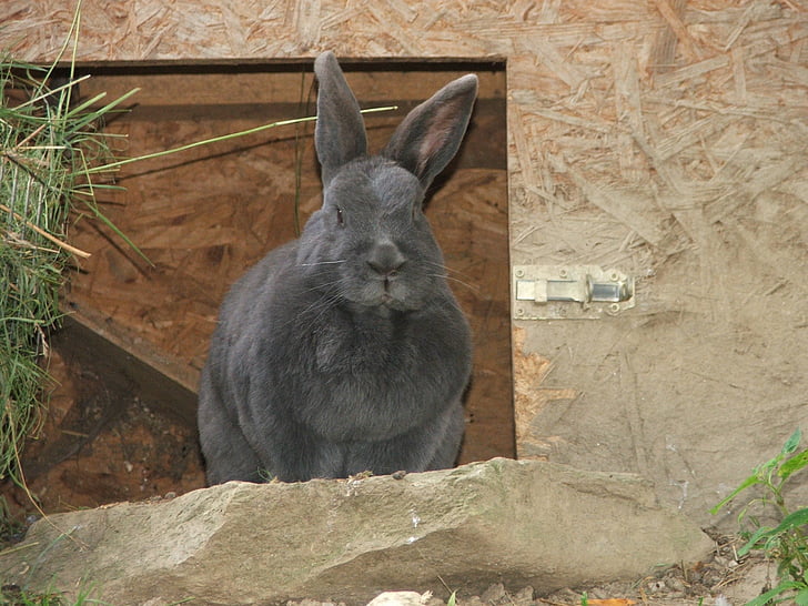Hare, kanin, Zoo