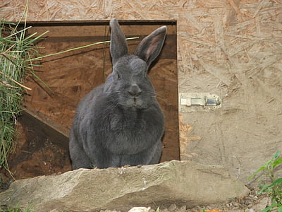 Zajac, králik, Zoo