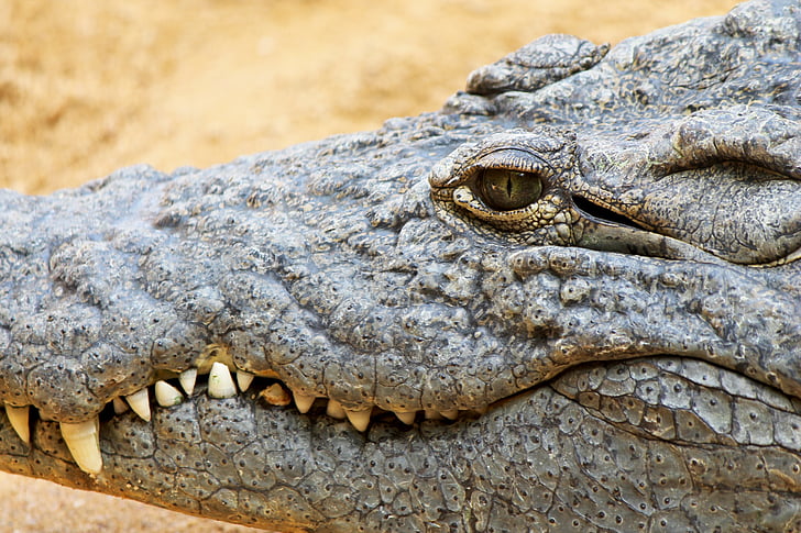 crocodile, cayman, reptile, teeth, animal, wildlife, carnivore