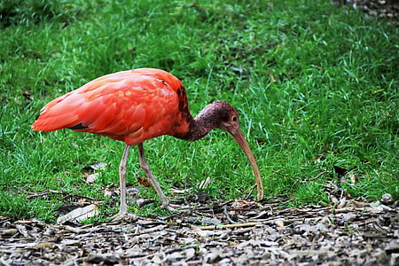 Sarkanais ibiss, sarkanais putns, Ibis, sarkana, putns, dzīvnieku, koši
