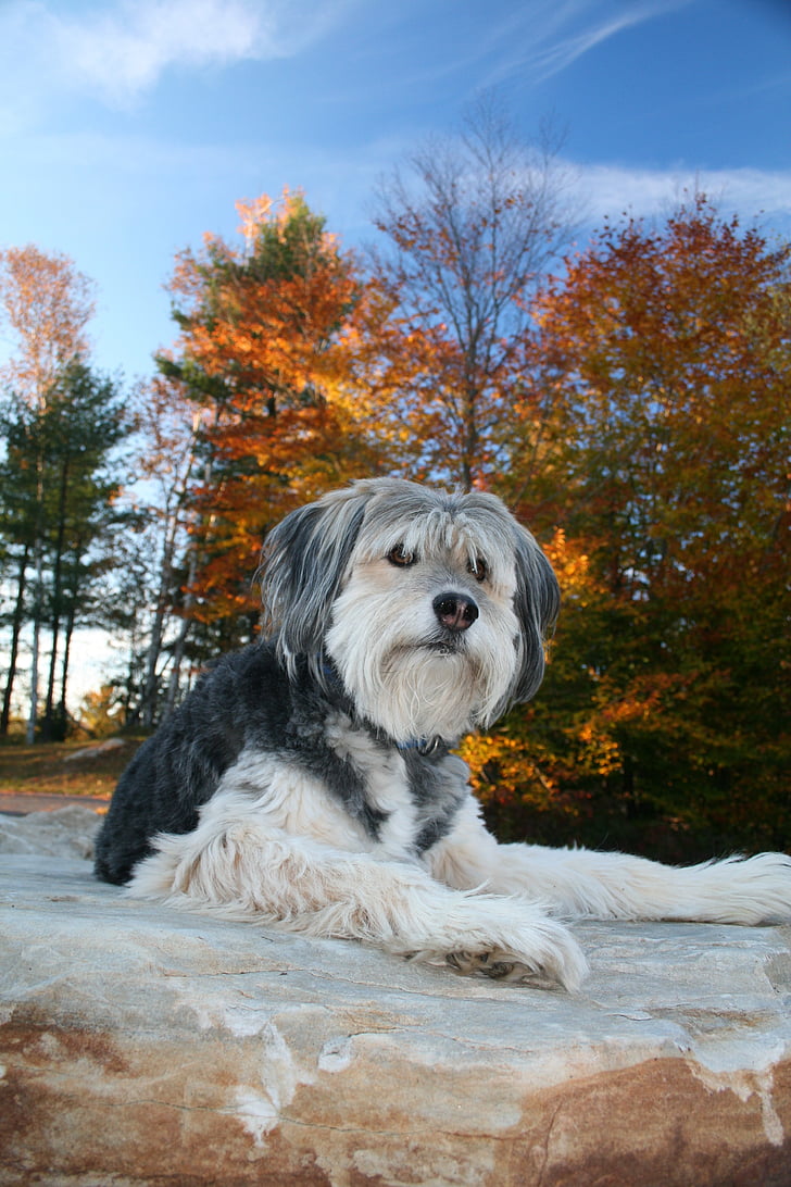 anjing, musim gugur, daun, Manis