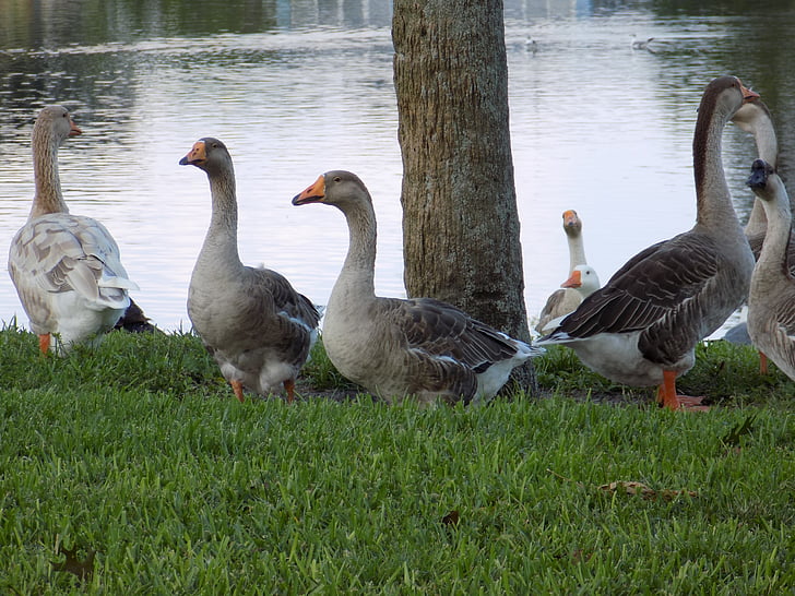 brown, geese, resting, family, lake, goose, animal