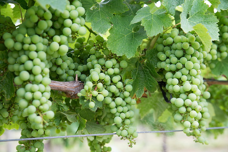 grožđe, Chardonnay, vinograd, Vinarija, žetva, zelena boja, hrana i piće