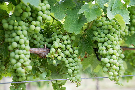 druiven, Chardonnay, wijngaard, producent, oogst, groene kleur, eten en drinken