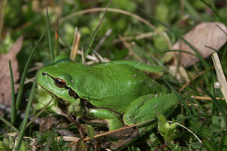 zaļa, varde, Zaļa varde, daba, aizveriet, mazs, Tree frog