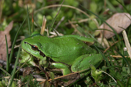 zelená, žába, zelená žába, Příroda, Zavřít, malé, Rosnička