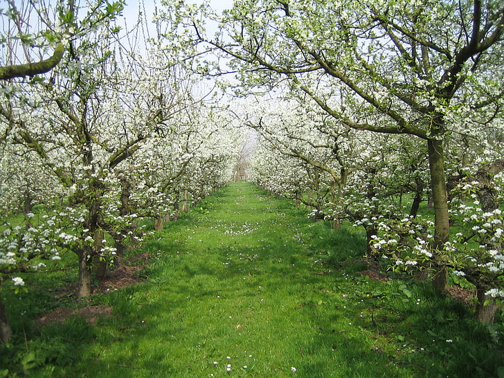 Ovocný sad, Příroda, jaro, Jablko, květ
