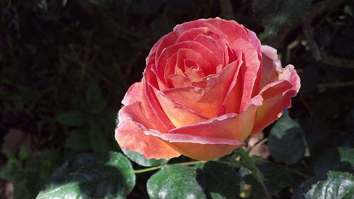 đào, blush, Hoa hồng