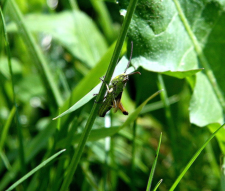 grasshopper, grass, green, insect, antenna, hopper, leaf