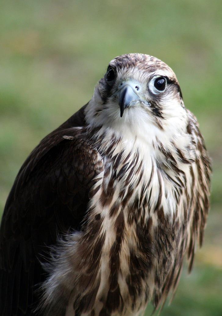 Hawk, pasăre, păsări răpitoare, faunei sălbatice, în căutarea, vânător, prădător
