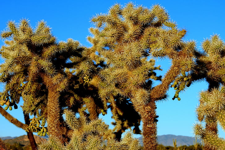 cactus di Cholla, Cactus, Cholla, deserto, paesaggio, natura, naturale