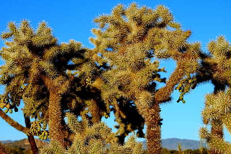 Dunlop kaktus, kaktus, Dunlop, Desert, Príroda, Príroda, prírodné