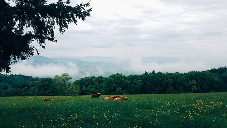 animals, clouds, countryside, farm, field, foggy, grass