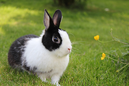 сад, кролик, трава