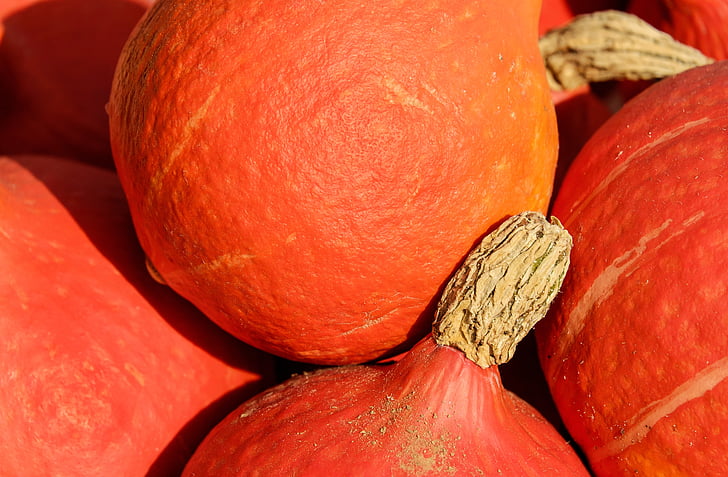 pumpkin, hokkaidokürbis, fruit, orange, harvest, nature, food and drink