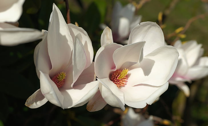 แมกโนเลียดอกทิวลิป, ดอก, บาน, สีขาว, ดอกสีขาว, ฤดูใบไม้ผลิ, ธรรมชาติ
