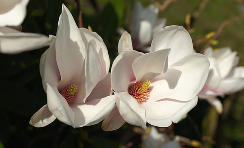 Magnólia tulipa, flor, flor, Branco, flor branca, Primavera, natureza