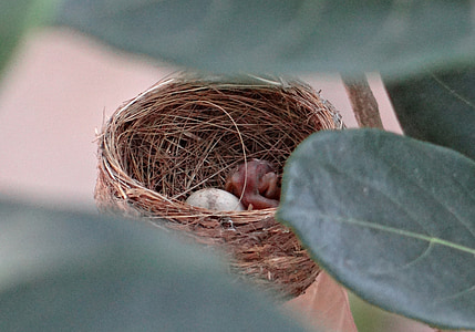 鸟巢, 小鸡, 破壳而出, 鸡蛋, 白-喉扇鹟, 鸟, rhipidura albicollis