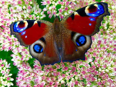 бабочка, Цветы