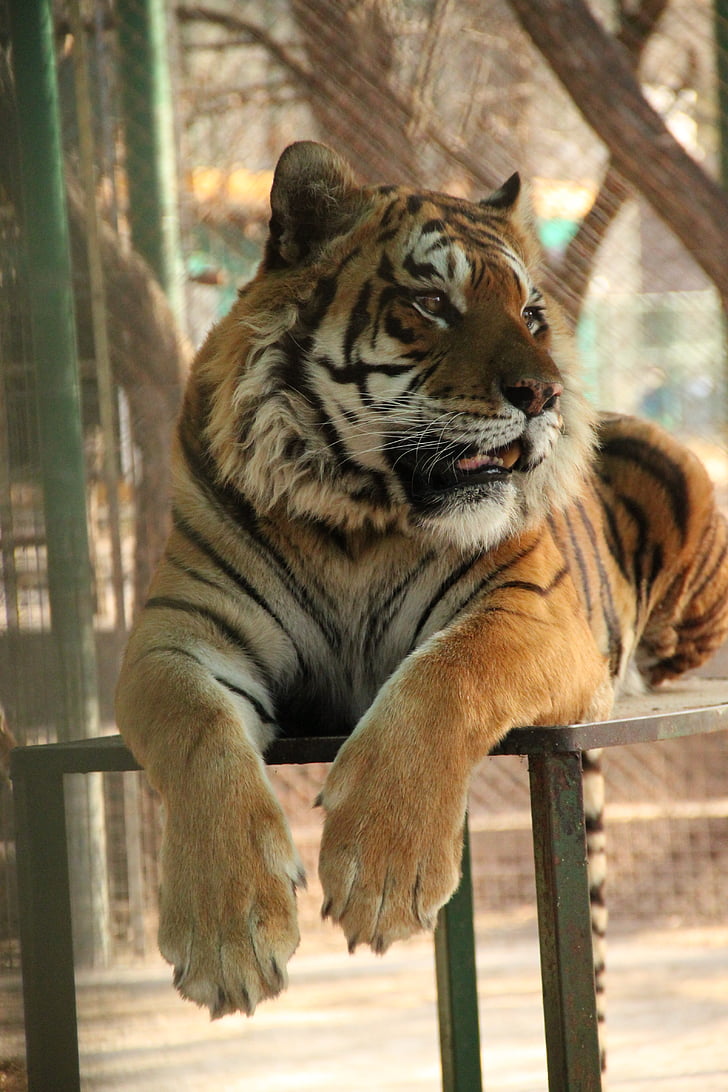 Harimau, kebun binatang, liar, Afrika, kucing, survei, hewan liar