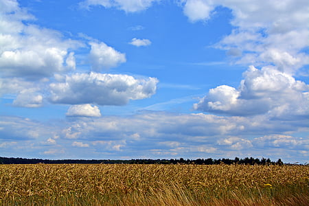 небо, облака, злаки, пейзаж, поле, Сельское хозяйство, Природа