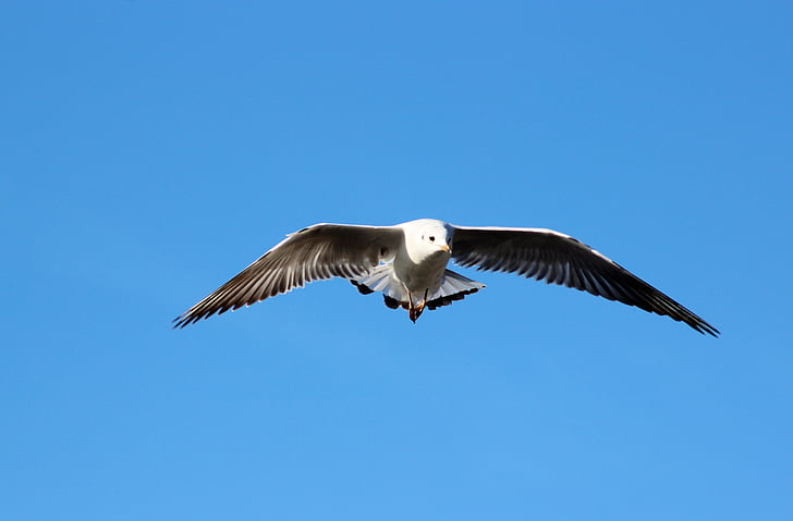 seagull, flying, bird, sea, blue